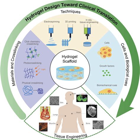 Design of functional hydrogels for tissue engineering. Selected... | Download Scientific Diagram