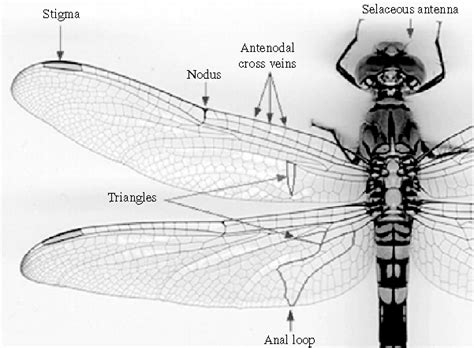 Image under observation dragonfly wing. | Download Scientific Diagram