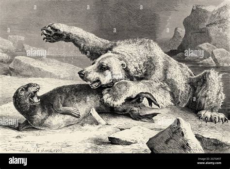 Polar bear attacking a seal hi-res stock photography and images - Alamy