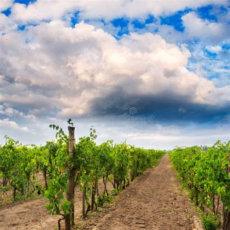 Vineyard landscape stock photo. Image of scenery, agricultural - 29693592