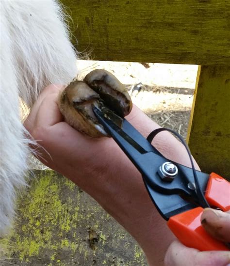 Still Waters Farm: Goat Hoof Trimming (it's easier than it looks)