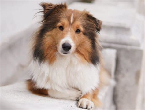 Miniature Collie breed info: The 101 on this cute and smart dog - K9 Web