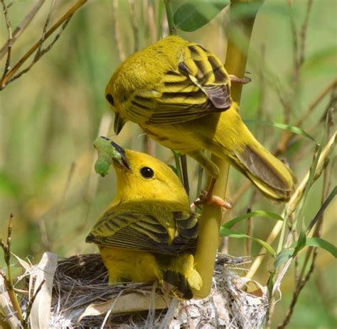 Yellow Warbler nesting