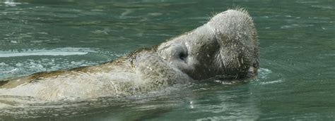 Manatee Conservation - Dolphin Research Center