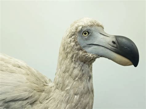 This Company Wants to Bring the Dodo Back From Extinction | Smithsonian