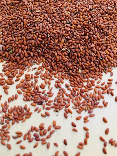 Garden Cress Seeds Organic And Natural for eating and | Etsy