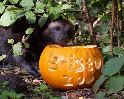 Howl-oween - Bristol Zoo Project