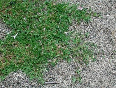 How to Plant Bermuda Grass Seed | Hunker