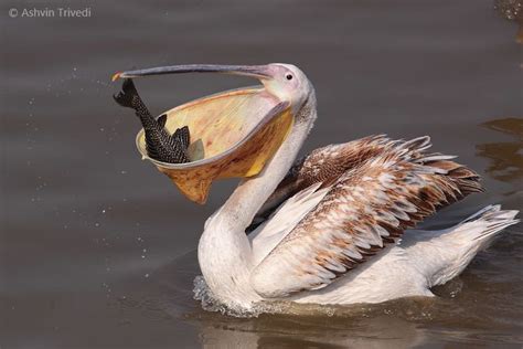 Great white pelican - Alchetron, The Free Social Encyclopedia