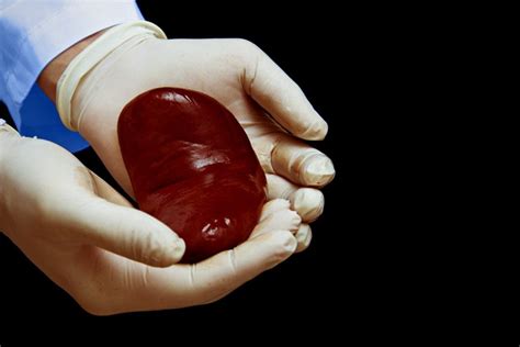 Pig Kidney Transplant: Is it the future of Kidney Transplant?