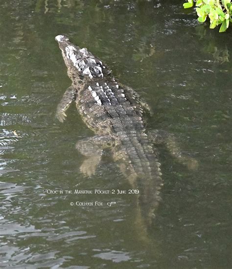 American Alligator Habitat Map