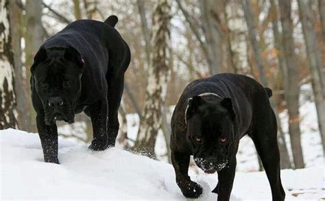 What Kind Of Dog Is An Italian Mastiff