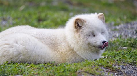 Cute arctic fox licking nose | Portrait of one of the arciti… | Flickr