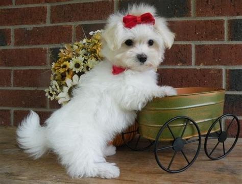 Registered Maltese Puppies For Adoption