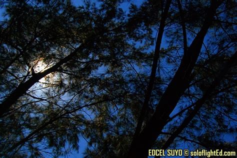 Zambales Trip: An Afternoon Nap Under Pine Trees in Anawangin Cove ...