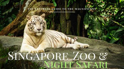 Night Safari Singapore - AricRaheeb