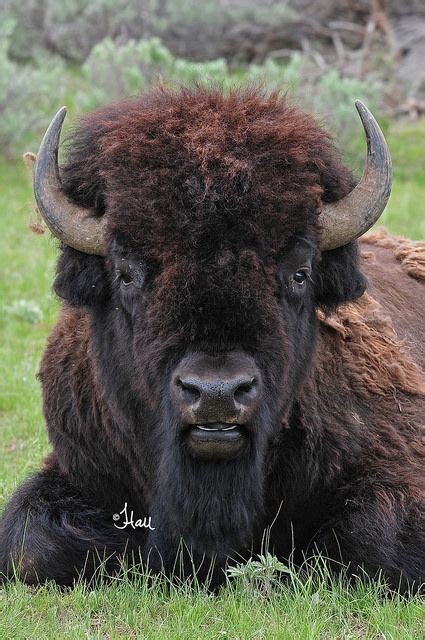 Bull Bison - 8203b+ | Buffalo animal, American bison, Animals wild