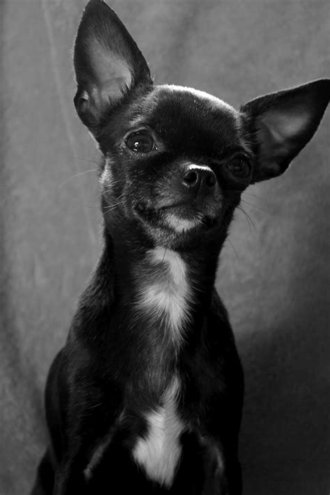 Photographs of the Week ~ 7/2 - 7/8 2012 ~ Living Disney | Chihuahua ...