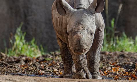 Birth of endangered baby rhino captured on camera - Talker