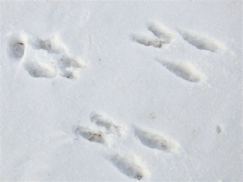 Rabbit Footprints In Snow