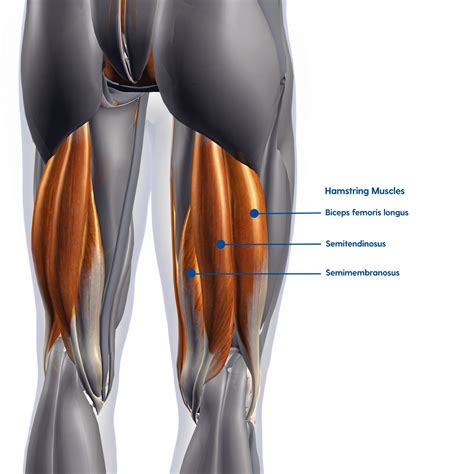 Hamstring Injury & Treatment – My FootDr