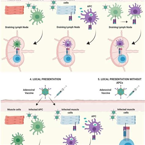 | Pathways for antigen presentation. (1) Direct-presentation: Antigen ...