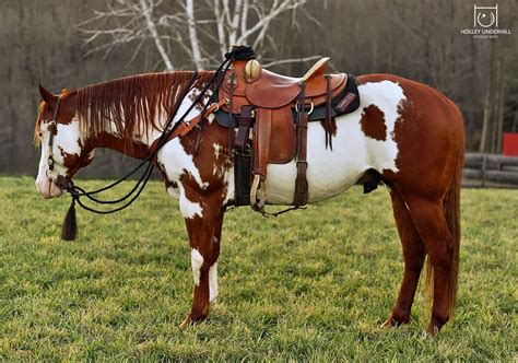 Paint horse stallion in western gear. | American paint horse, Pretty ...