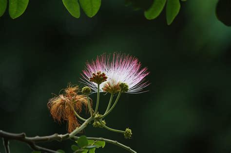 بذر گل ابریشمی بارانی بسته یک عددی Rain Tree Albizia saman Seeds – South Seed Bank بانک بذر جنوب