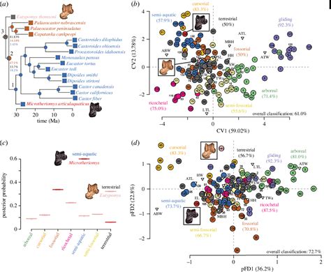 Figure 2 from The oldest semi-aquatic beaver in the world and a new ...