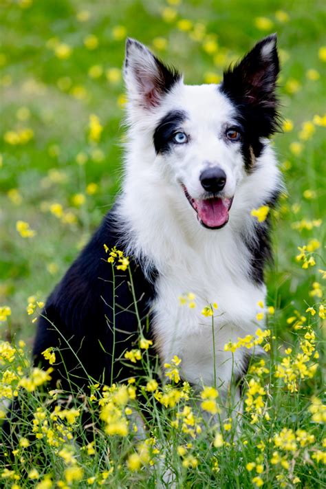 a black and white dog sitting in the grass with yellow flowers around it's neck