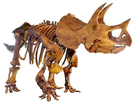 Ceratopsia Facts | Paleontology World