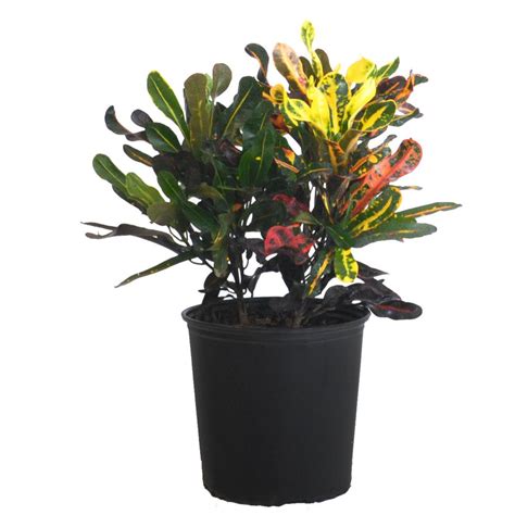 United Nursery Croton Mammy Live Indoor Codiaeum Variegatum Plant Shipped in 9.25 in. Grower Pot ...