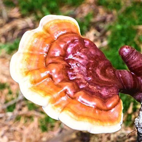 Reishi - Mushroom Appreciation