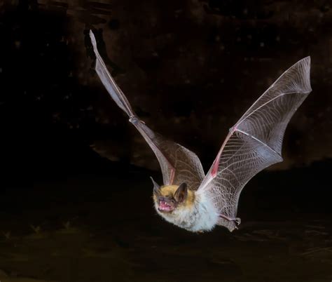 7 things you should know about bats & rabies – PUBLIC HEALTH INSIDER