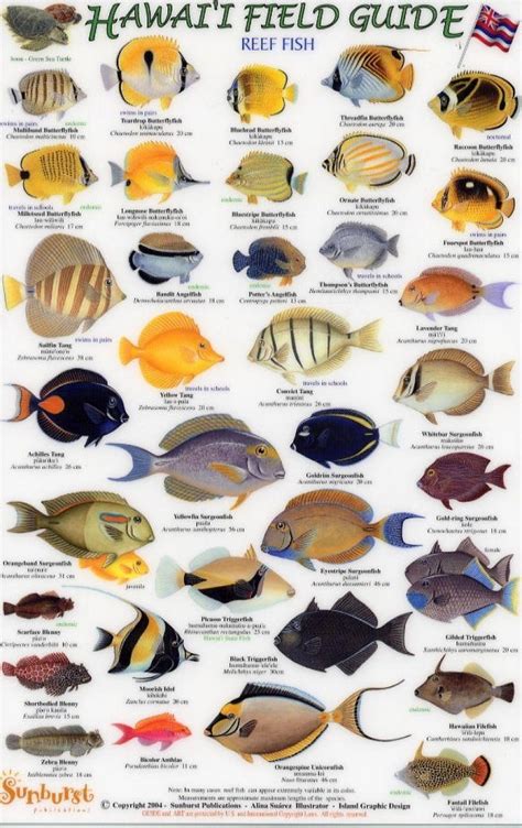 Hawaii Field Guides: Reef Fish 1 (Small Fish) [English / Hawaiian] | NHBS Field Guides & Natural ...