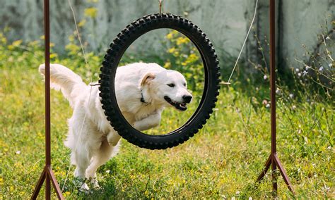 DIY Backyard Playground Ideas for your Dog | Blog