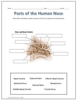 Nose Diagram Labeled