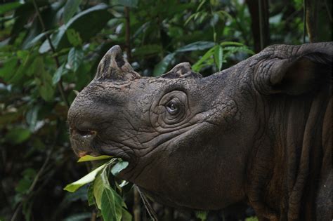 Rare Sumatran rhino birth brings new hope for the endangered species ...