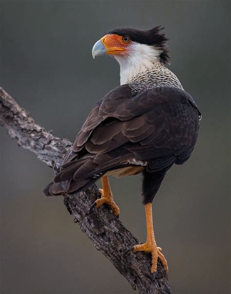 Crested Carcara | Passaros brasileiros, Falcão peregrino, Águia real