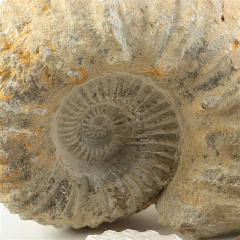 Mollusk Fossil Specimens | EBTH