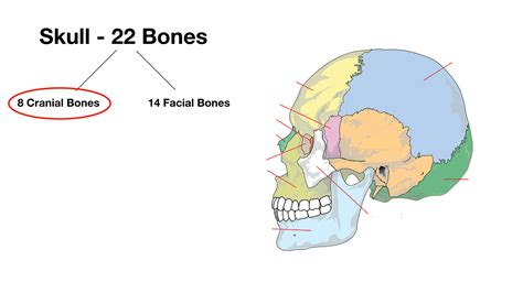 Skull Anatomy - Cranial Bone and Suture Labeled Diagram, Names ...