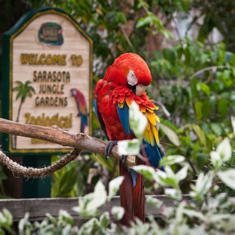 Sarasota Jungle Gardens | Must Do Visitor Guides