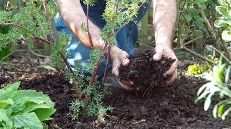 What is Mushroom Compost and How to Use It {GUIDED}