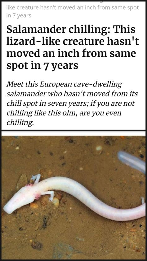 Be chill like a salamander. : r/memes