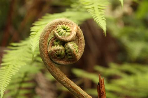 When the Dinosaurs Died, the Ferns Survived - News