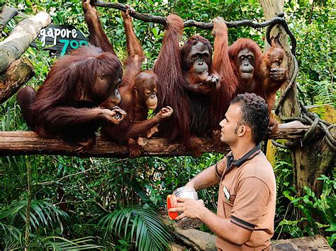 Singapore Zoo