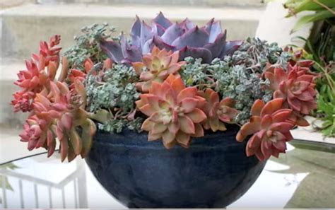 Debra's DIY Quick, Easy, Colorful Succulent Container Garden