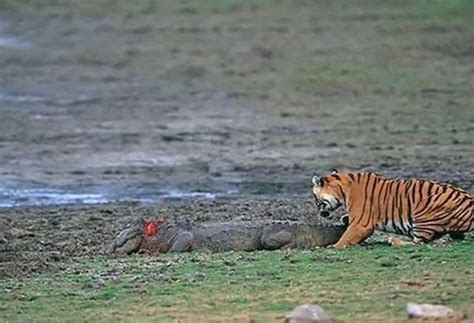 1001Archives: Tiger vs Crocodile -Tiger kills Crocodile (Video)