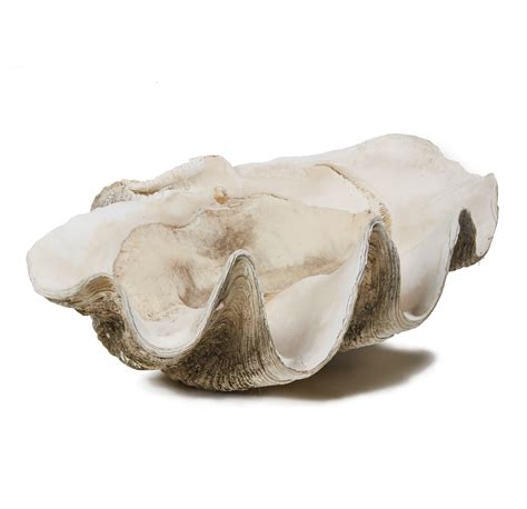 Giant Clam Shell, Tridacna gigas | Witherell's Auction House