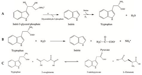 IJMS | Free Full-Text | Pyridoxal 5′-Phosphate-Dependent Enzymes at the ...